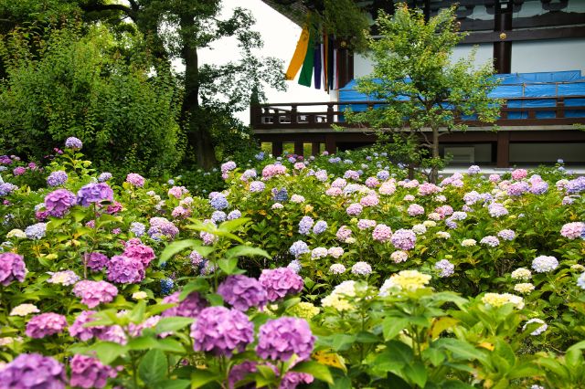  2. 지샤쿠인 (智積院)