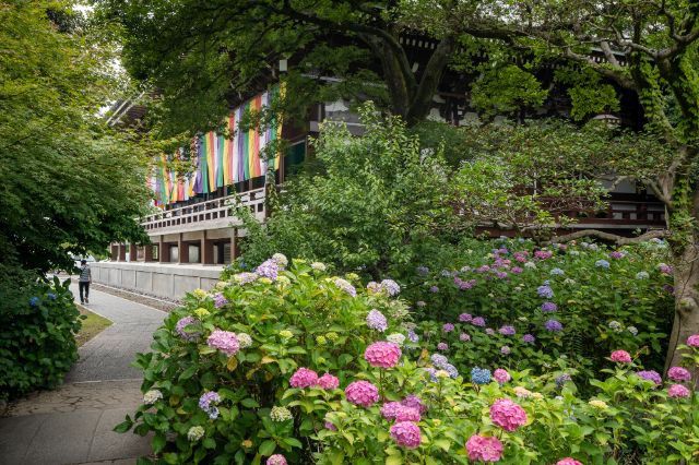 [2026] 비 오는 날이라 더 아름다운, 교토 수국 명소 & 주변 맛집 가이드