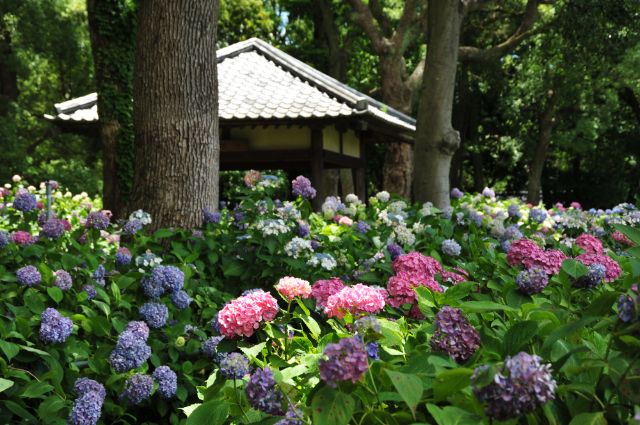  4. 후지모리 신사 (藤森神社)