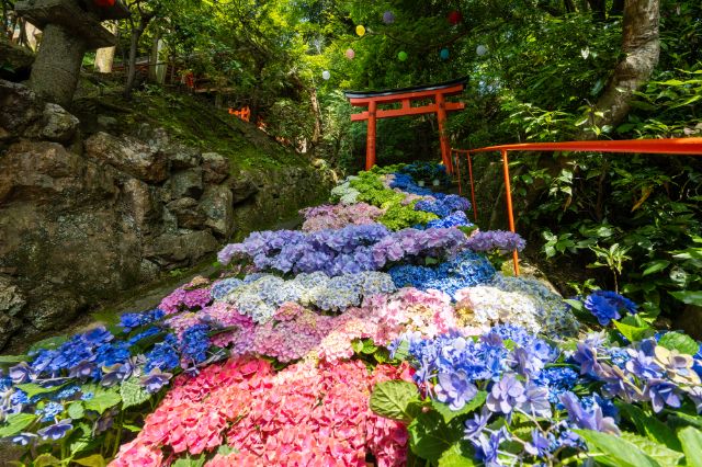  5. 야나기다니 관음 요코쿠지 (柳谷観音 楊谷寺)