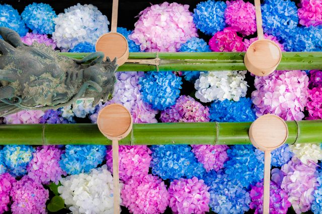 [2026] 비 오는 날이라 더 아름다운, 교토 수국 명소 & 주변 맛집 가이드