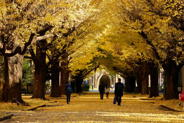 東京大學本鄉校區