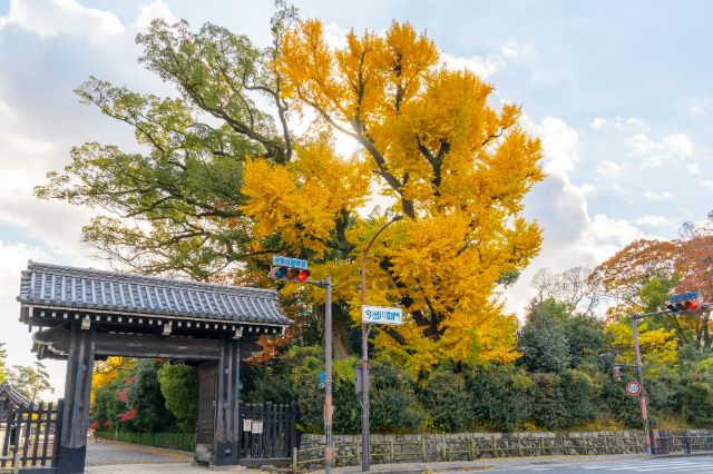 黄金色染上的京都・大阪!秋季银杏树並木名胜5选及推荐美食