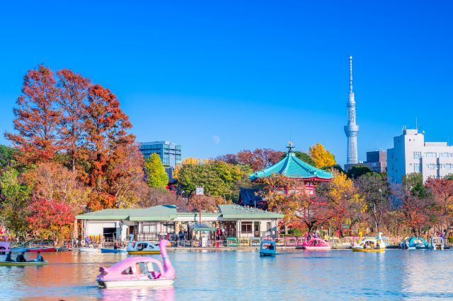 A Must-Visit During Autumn Trips in Tokyo! Top 5 Spots for Autumn Leaves and Exquisite Dinners Nearby