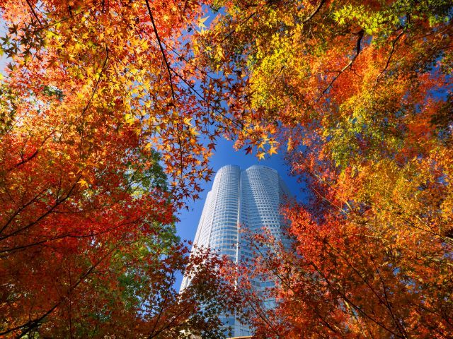 [2026] Top 5 Autumn Foliage Spots in Tokyo! Recommended Exquisite Dinners After Light-Ups and Strolls