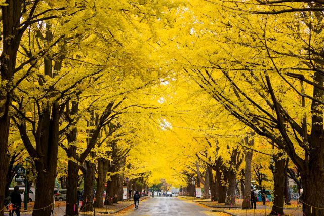 北海道大学（银杏大道）