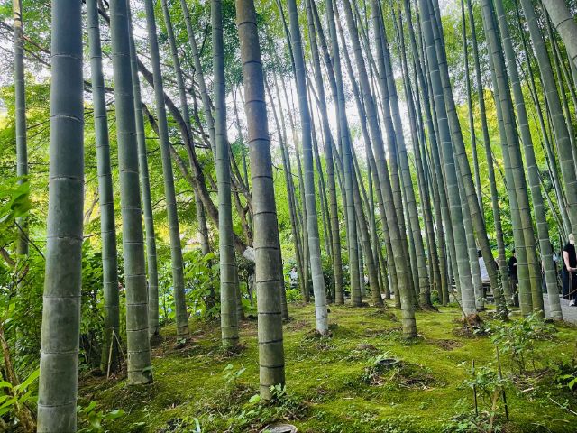 A Peaceful Day Trip from Tokyo: Discover the Hidden Charm of Kita-Kamakura