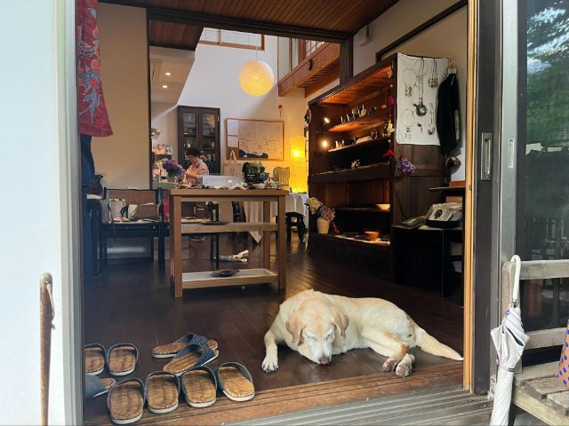 A Peaceful Day Trip from Tokyo: Discover the Hidden Charm of Kita-Kamakura