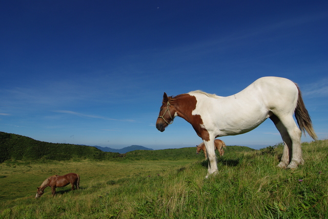 不只有熊本拉麵!好吃又好玩的熊本魅力