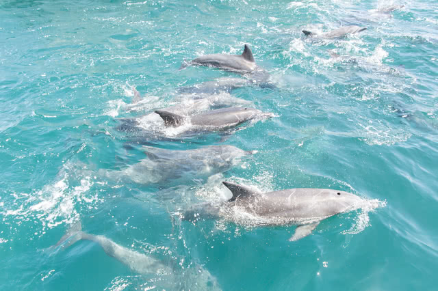 到天草看海豚