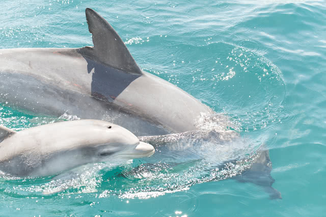 不只有熊本拉麵!好吃又好玩的熊本魅力