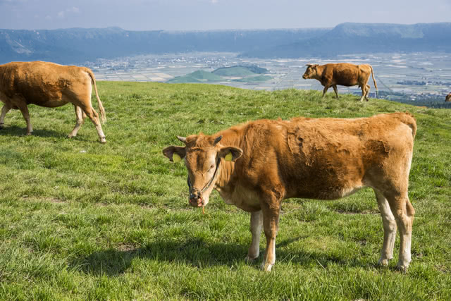 熊本赤牛
