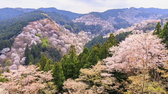 3. Sakura at Mt. Yoshino (Nara)