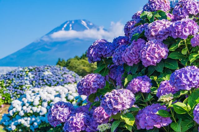 Hydrangea Season Is Almost Here! Famous Hydrangea Spots and Nearby Fantastic Restaurants