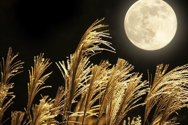 The Mid-Autumn Festival in Tokyo: Best Spots for Admiring the Moon View