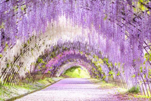Springtime Splendor Equal to Cherry Blossoms! Where to Find Japan’s Best Wisteria
